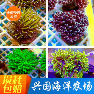 火柴头珊瑚 印尼米粉澳洲沙巴绿圣杯金火柴活体珊瑚LPS针叶海水