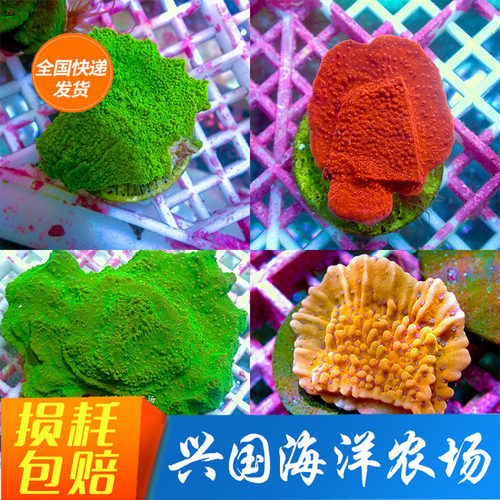 瓦片SPS人工海缸红瓦绿瓦珊瑚
