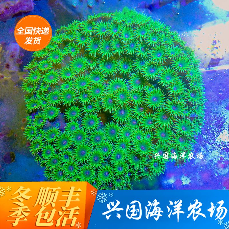 图选圆盘珊瑚活体lps荧光海水