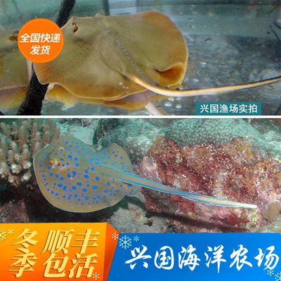 海水鱼活体黄鳐鱼观赏鱼中型鱼缸