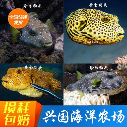 活体海水鱼珍珠狗头鱼黄金鲀胖头