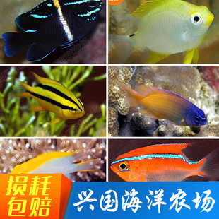 魔类高级 帝王雀蓝线双色魔西斯紫头斐济黄金雀蓝丝绒巴黎天使