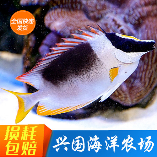 狐狸鱼七彩狐狸素食珊瑚缸海水鱼