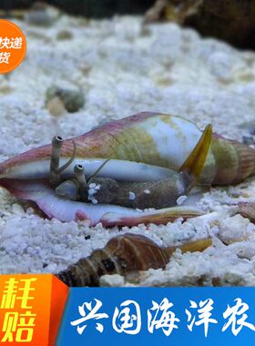翻砂跳螺眼睛海水活体宠物海缸