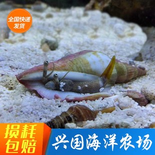 翻砂跳螺 翻沙 大眼睛海水螺 活体宠物 海缸翻砂海星凤凰快递包活