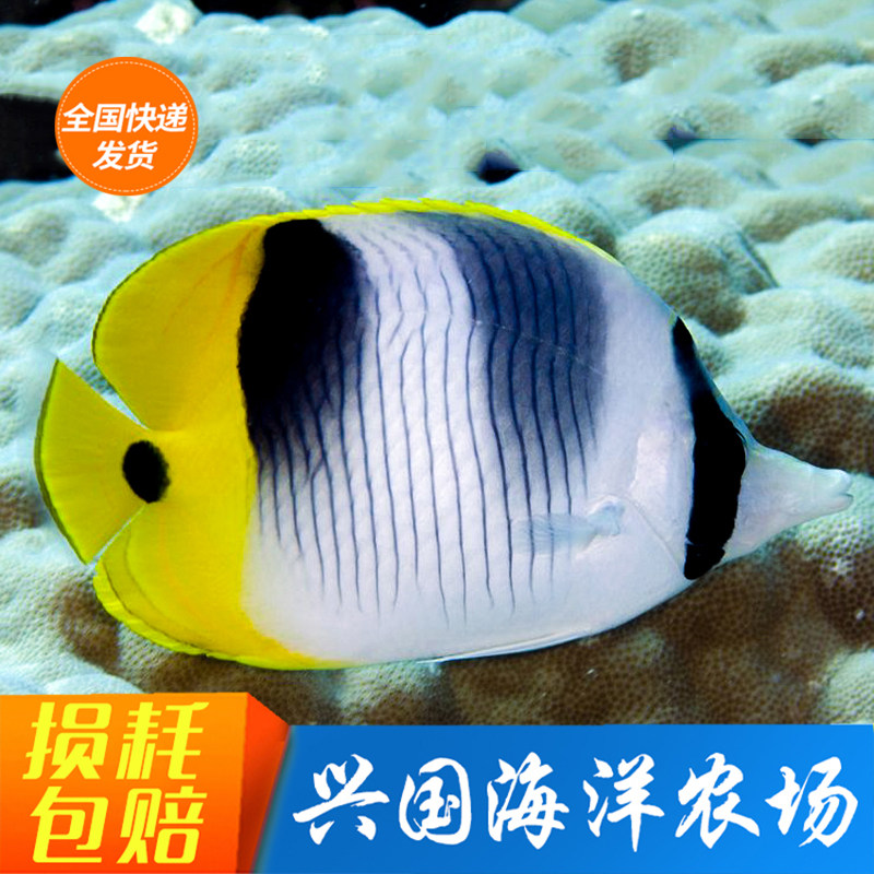 双印蝶鲽鱼神仙鱼海水鱼
