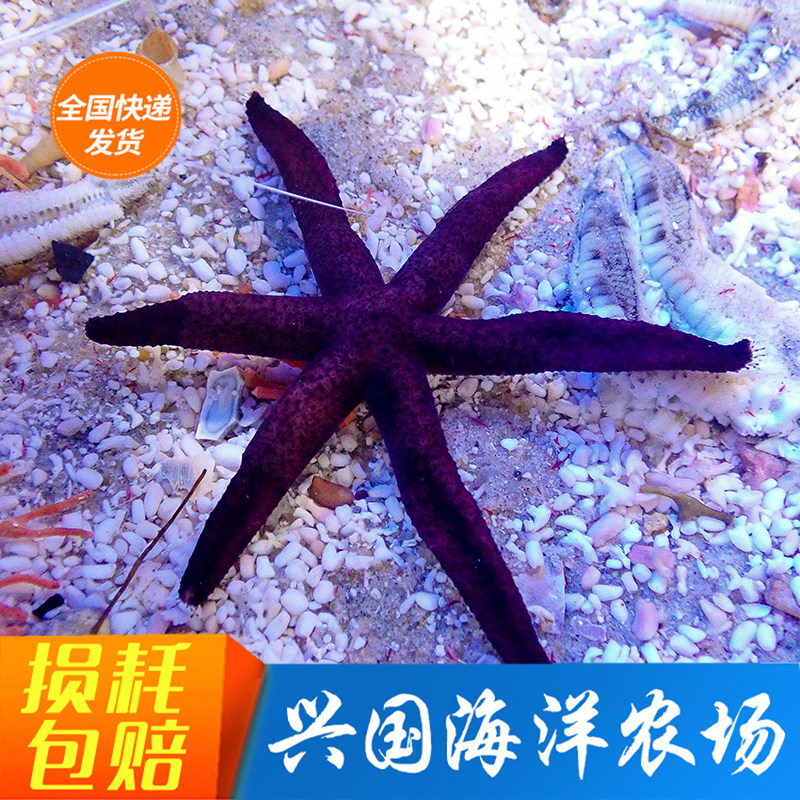 印尼红手指星 暗红海星海水鱼珊瑚活体海洋生物顺丰快递包活