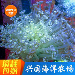 图选宝石花珊瑚 万花筒海水鱼珊瑚圆帽带骨骼小丑快递发货包活