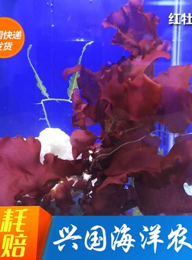红牡丹藻 海水鱼缸红色海藻观赏活体去除NO3 PO4藻缸海缸造景水藻