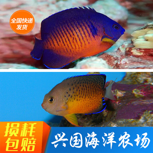 蓝闪电活体菲律宾海缸生物观赏鱼
