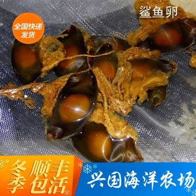 鲨鱼卵猫鲨卵蛋孵化海水鱼鳐鱼