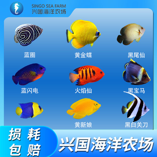 兴国海海水鱼神仙蝴蝶鱼鲽鱼