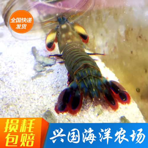 活体海水螳螂虾观赏宠物皮皮虾
