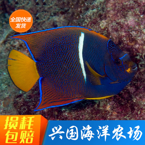 国王神仙海水鱼活体海水鱼FOT