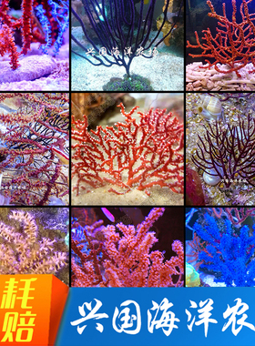 海树组合拼盘 蓝海树海柳红黄珊瑚海水NPS活体珊瑚彩色组合活体