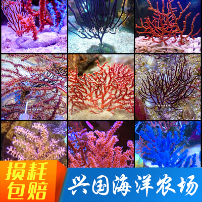 珊瑚活体海树NPS海缸装饰海柳