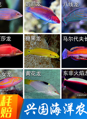 龙类隆头鱼黄龙珍珠红龙花面绿龙日出龙六线青龙黄花快闪龙彩虹龙