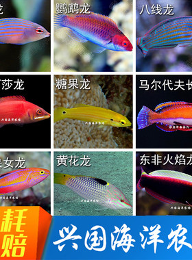 活体海水鱼龙类隆头鱼黄龙珍珠龙
