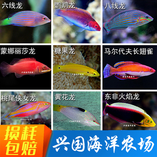 龙类隆头鱼黄龙珍珠红龙花面绿龙日出龙六线青龙黄花快闪龙彩虹龙