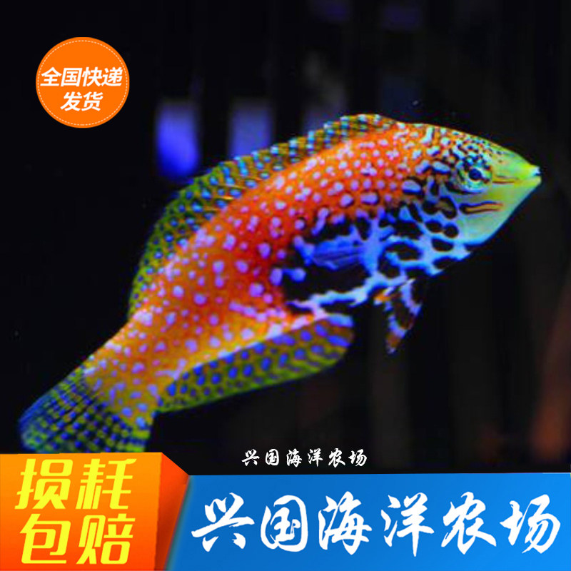 活体东非豹纹龙珍珠六线龙海水鱼
