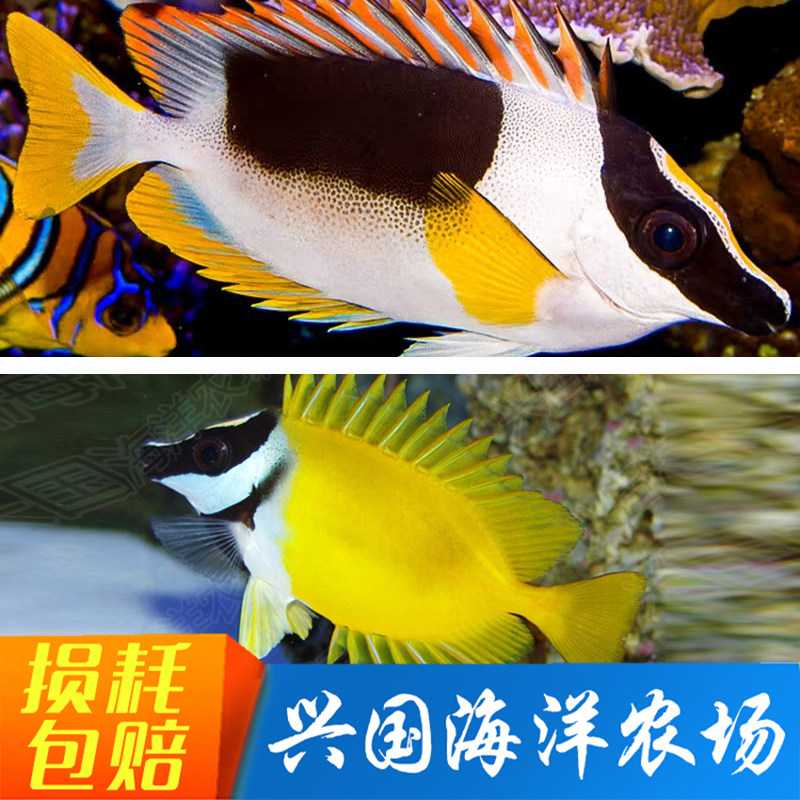狐狸鱼 黄狐狸黄斑七彩 海水鱼活体宠物 素食珊瑚缸 除藻快递包活
