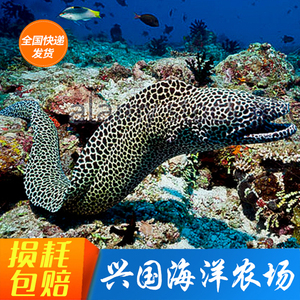 活体斑点鳗钱鳗虎鳗宠物鱼海水鱼