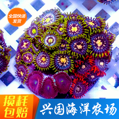 幻彩纽扣人工进口活体珊瑚