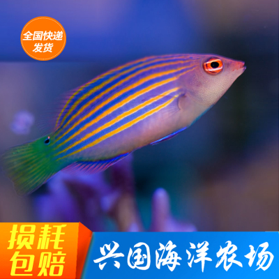 六线龙海水鱼活体吃虫隆头鱼