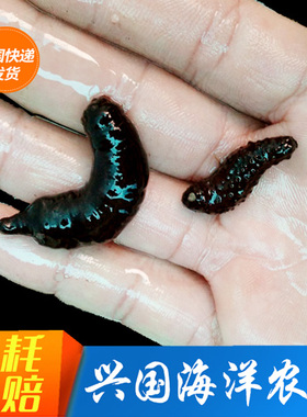迷你黑海参 活体翻砂海参翻沙生物翻砂海星兴国海洋农场快递包活