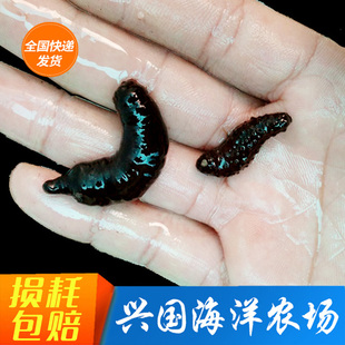 迷你黑海参 活体翻砂海参翻沙生物翻砂海星兴国海洋农场快递包活