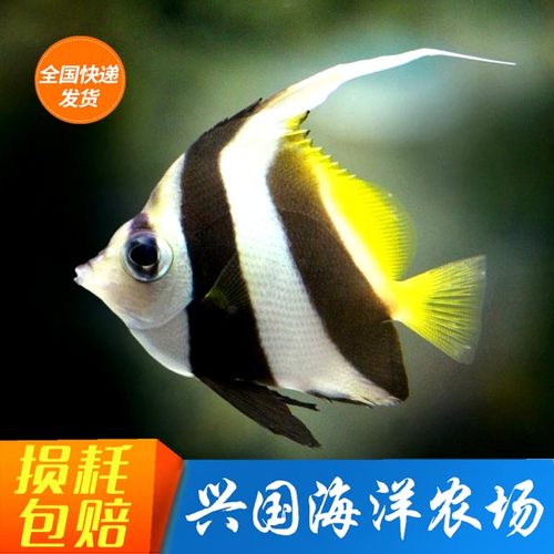 活体兴国海黑白关刀海水鱼鲽鱼