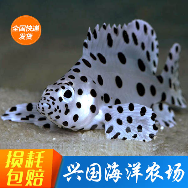 老鼠斑鱼小型石斑鱼鰵鱼驼背鲈海水观赏鱼活体人工开口颗粒易养