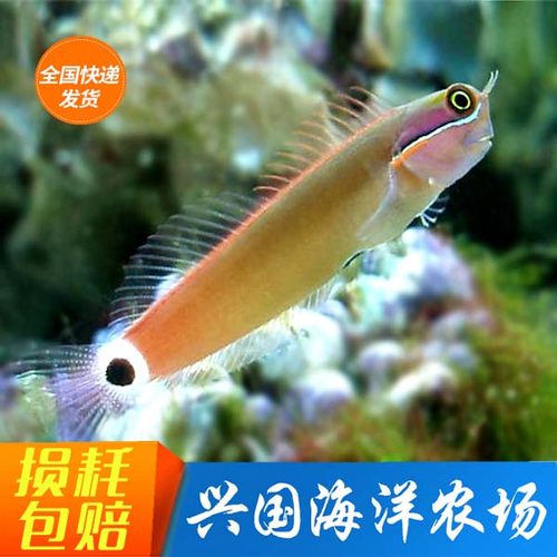 兴国海活体海水鱼小丑虾虎