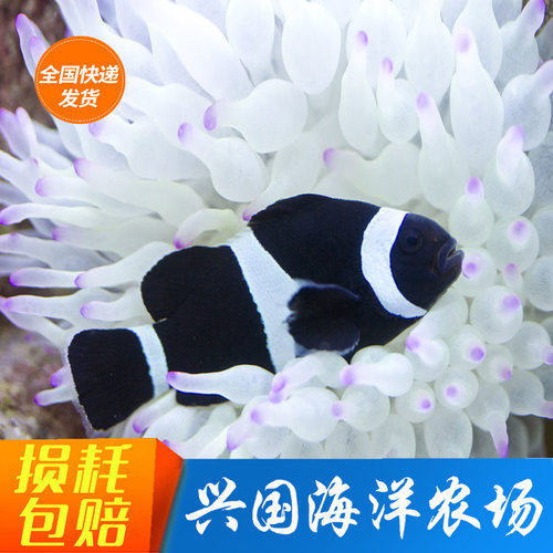 小丑鱼海水观赏鱼黑背心雪印人工
