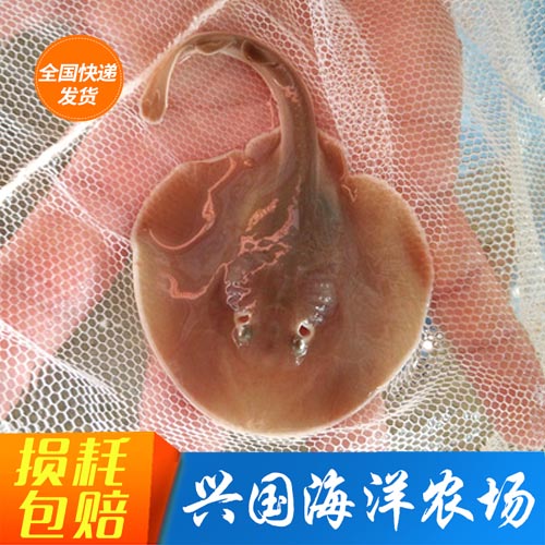 魔鬼鱼孔鳐老板鱼海水鱼活体黄鳐鱼团扇鳐运输包活兴国海洋农
