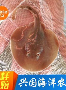 活体海水鱼孔鳐黄鳐黄鳐鱼魔鬼鱼