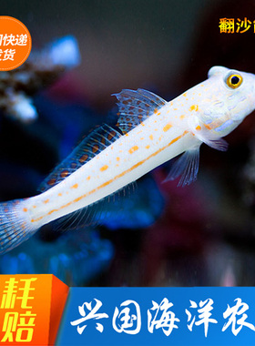 钻石哨兵 大嘴虾虎 四驱车 金头虾虎 海缸底栖翻砂清洁 快递包活