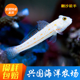钻石哨兵 大嘴虾虎 四驱车 金头虾虎 海缸底栖翻砂清洁 快递包活
