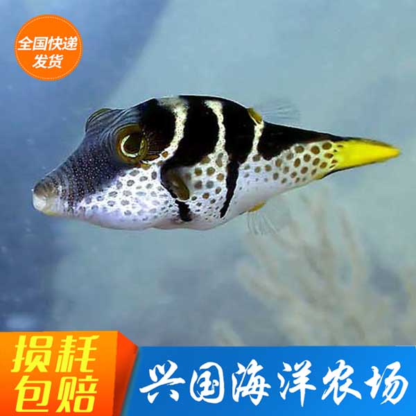 活体海水鱼河豚日本婆气泡鱼养定
