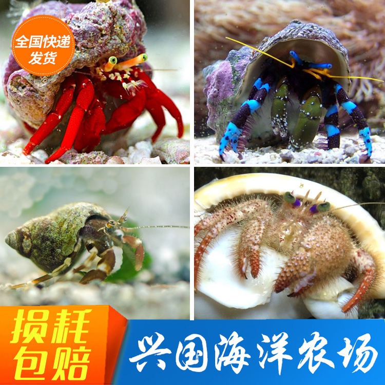 寄居蟹海水活体翻砂宠物绿脚蓝脚