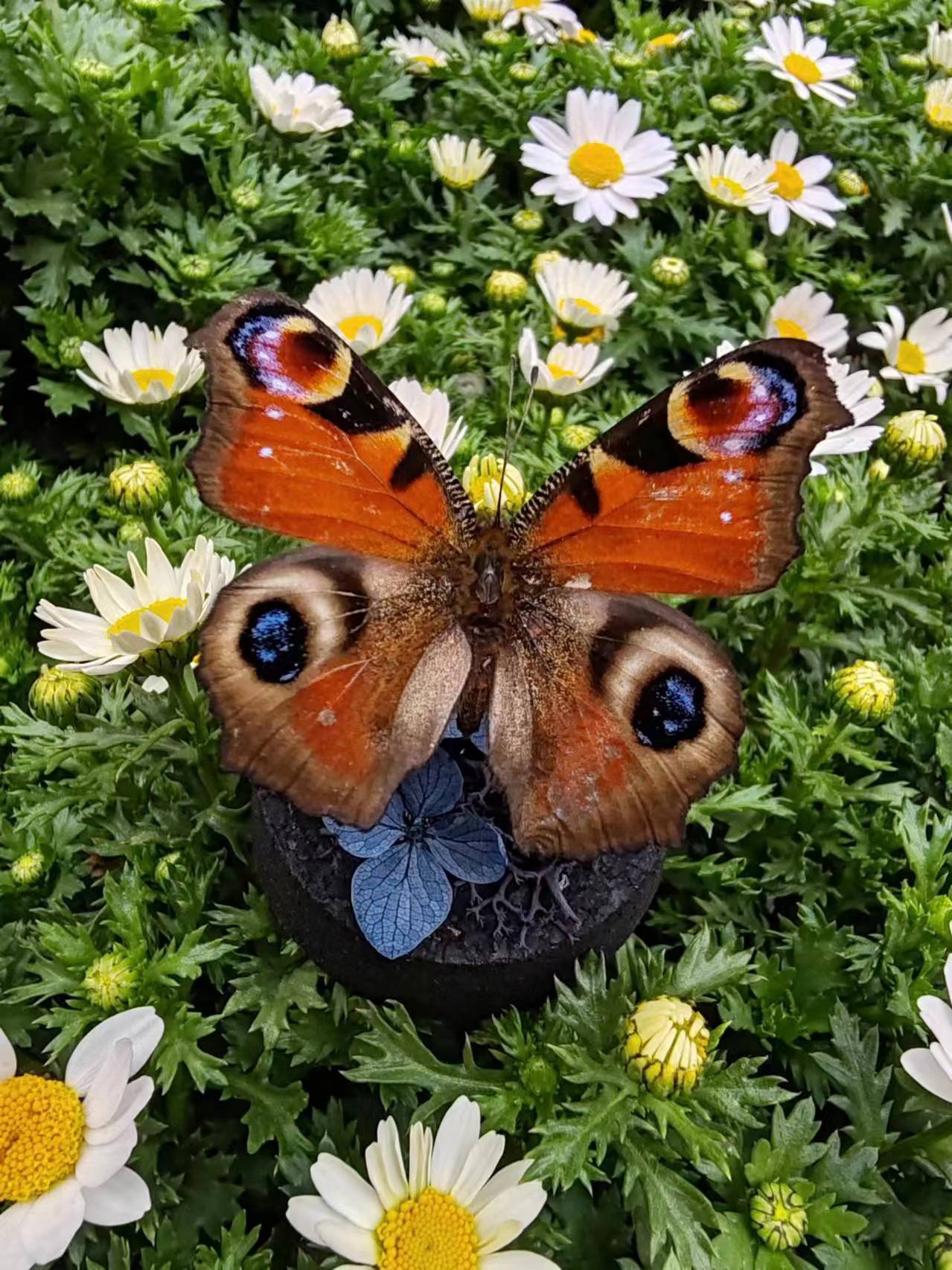 孔雀眼蛱蝶真蝴蝶艺术标本玻璃罩摆件小众手工生日收藏礼物真蝴蝶