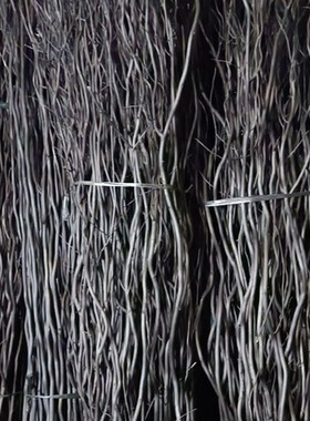 黑色龙柳1.7米高度10枝装顺丰包邮