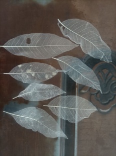 真叶脉镂空半透明可折叠可修剪可写字玉兰叶脉树叶子已去除叶肉