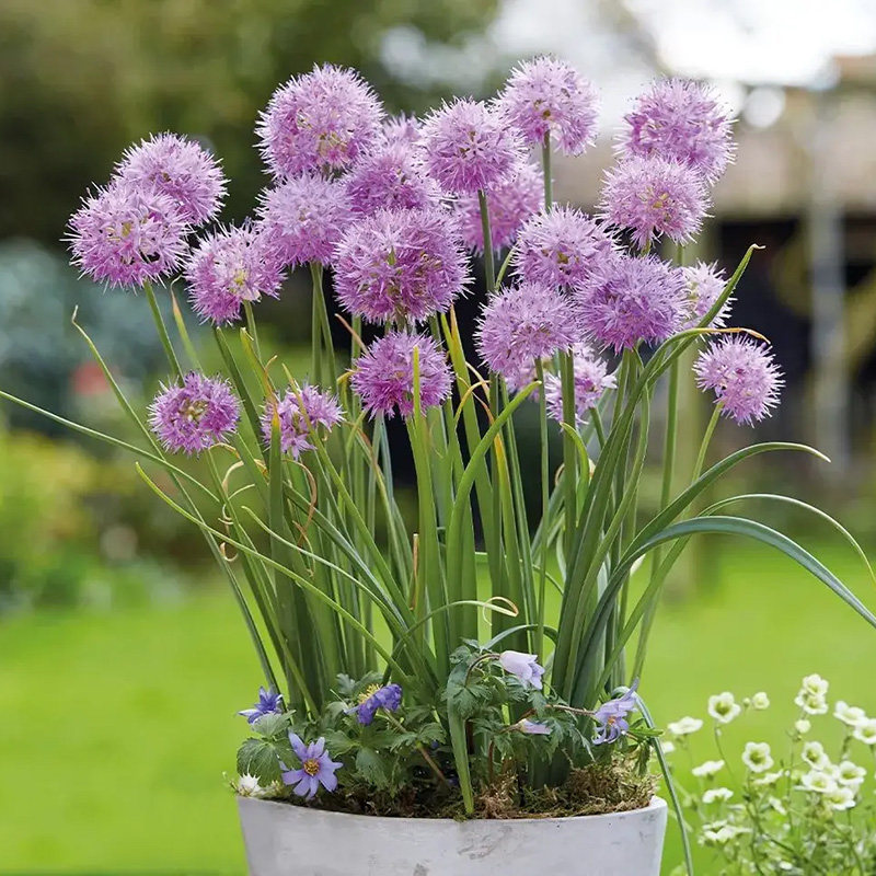 考拉园艺 小花葱千禧花葱盆栽苗 耐寒宿根 （Allium 'Millennium'