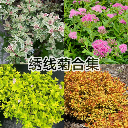 绣线菊盆栽 喷雪花 金山 金焰 粉霜 粉花绣线菊
