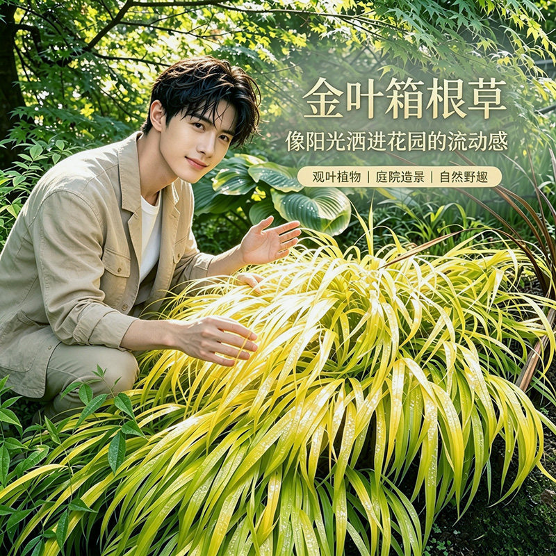 金叶箱根草 日本风知草 Hakonechloa macra（All Gold）