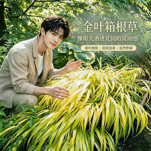 金叶箱根草 日本风知草 Hakonechloa macra（All Gold）
