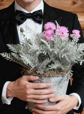 银叶粉花矢车菊盆栽红花银叶菊银羽阳台庭院菊科银色系多年生花卉