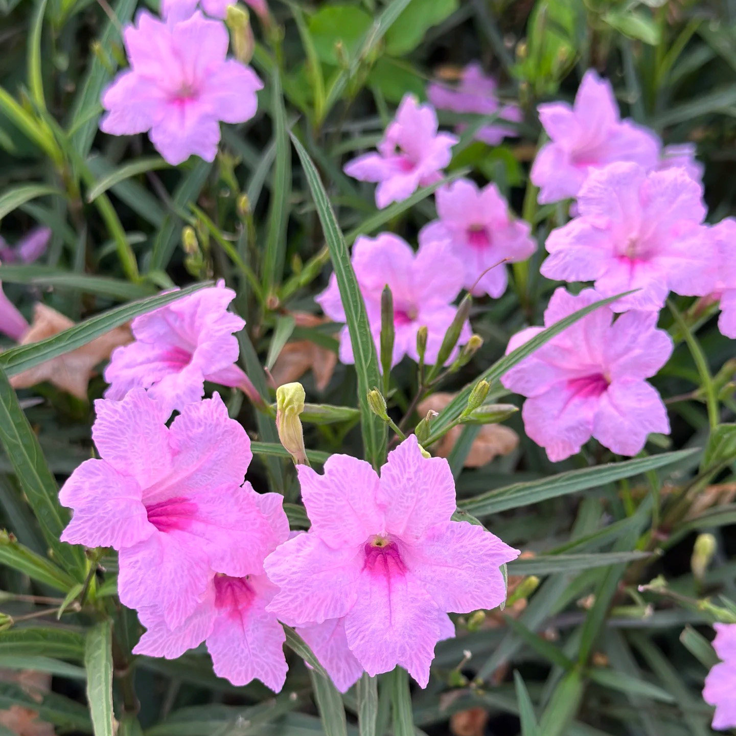 粉花翠芦莉盆栽苗（Ruellia brittoniana）别名蓝花草、兰花草，