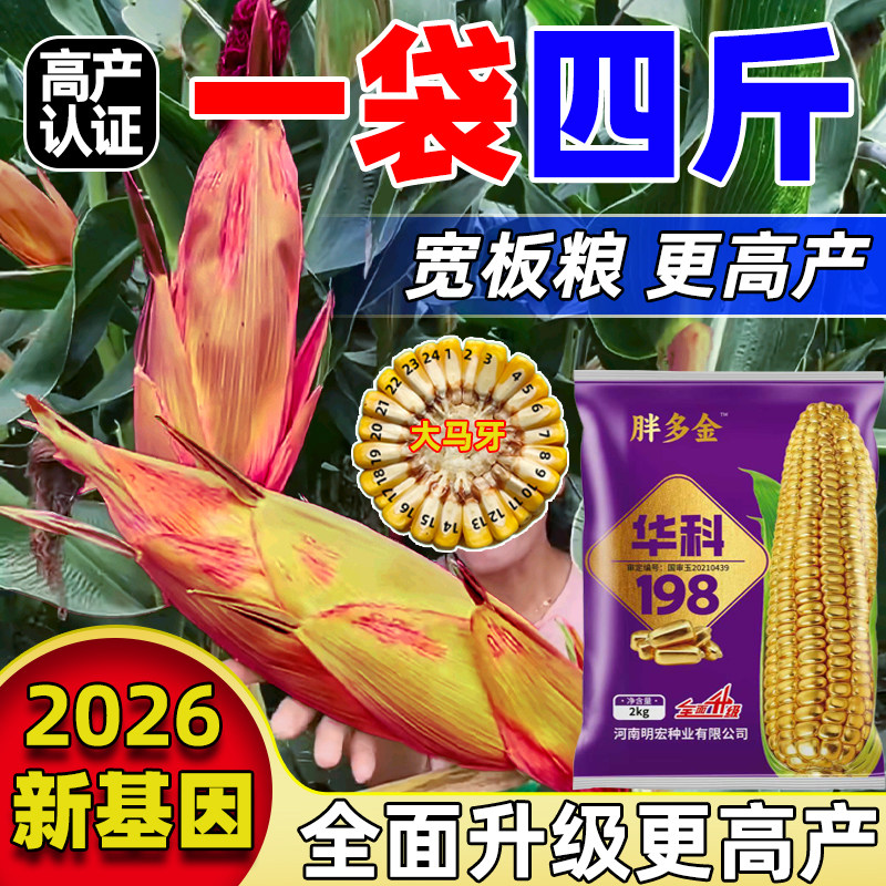 高产大棒玉米种子黄淮海抗旱耐涝